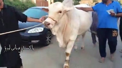 Qurbani Of Bull Part 1 | 2019 | Eid - e - Qurban
