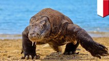 Pulau Komodo tidak jadi ditutup, tapi turis perlu member untuk masuk - TomoNews
