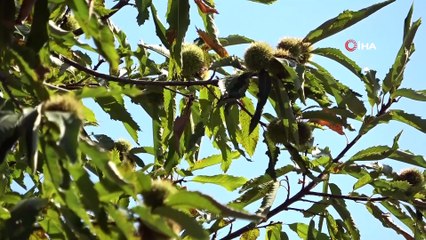 Dalında 10 lira, mangalda 70 lira...Uludağ'ın eteklerinde kestane hasadı havadan görüntülendi