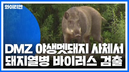 DMZ 야생멧돼지 사체서 '돼지열병' 바이러스 검출 / YTN