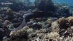 Diver swims alongside large moray eel in the Red Sea off Egypt