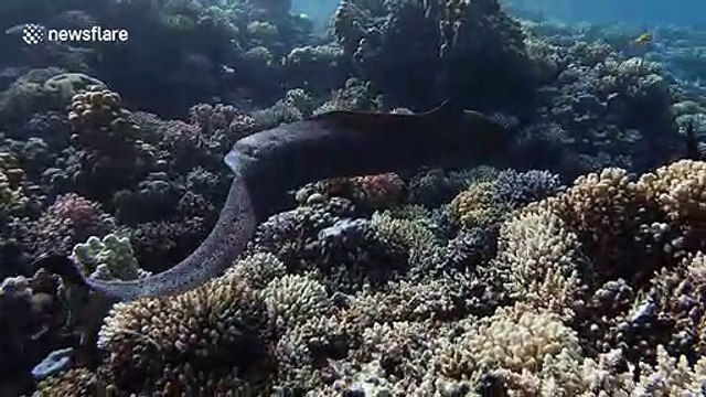 Diver swims alongside large moray eel in the Red Sea off Egypt