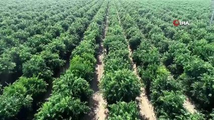 Irak'a mandalina ihracatı durdu, tırlar gümrükten döndü