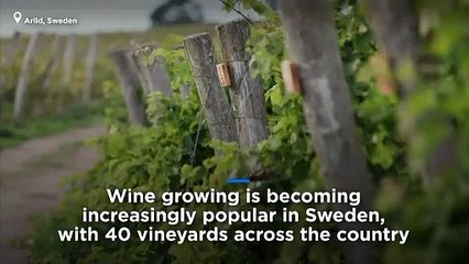 Watch: Swedish wine is on the table, thanks to German grapes