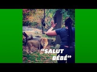 Au zoo du Bronx, elle entre dans l'enclos des lions "pour les voir de plus près"