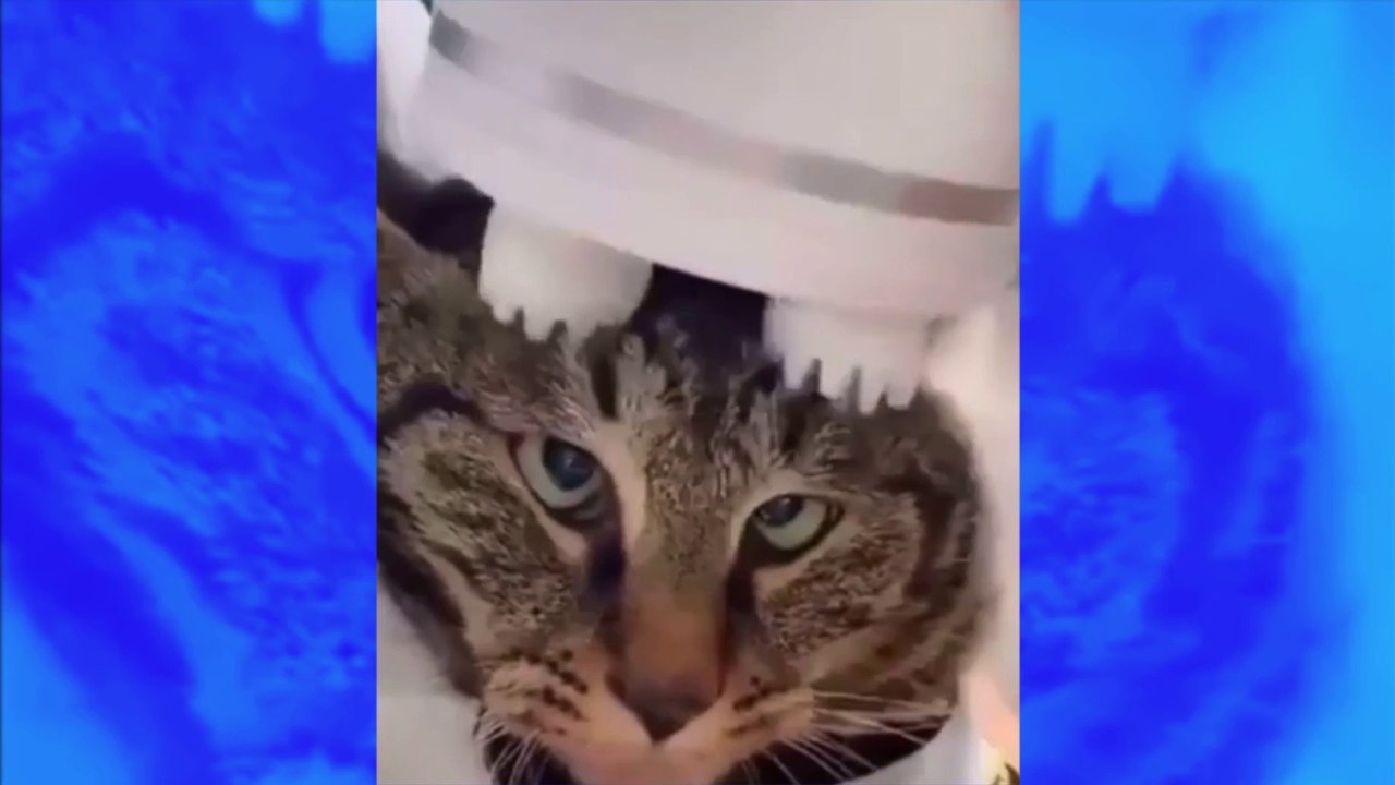 La vidéo hilarante de ce chat qui se fait masser la tête fait le tour du web !