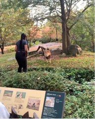 ಸಿಂಹದ ಎದುರಲ್ಲೇ ಚೇಷ್ಟೆ ಮಾಡಿದ ಮಹಿಳೆ: ವಿಡಿಯೋ ವೈರಲ್