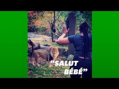 Elle entre dans l'enclos des lions au zoo du Bronx pour les voir de plus près