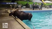 Un élan pris au piège dans une piscine