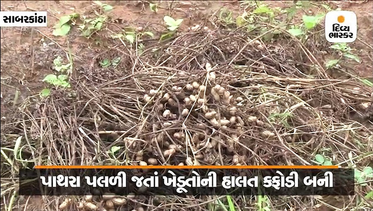 સાબરકાંઠામાં વરસાદી માહોલે મગફળીના 72 હજાર હેક્ટર વાવેતર પર જોખમ સર્જ્યુ