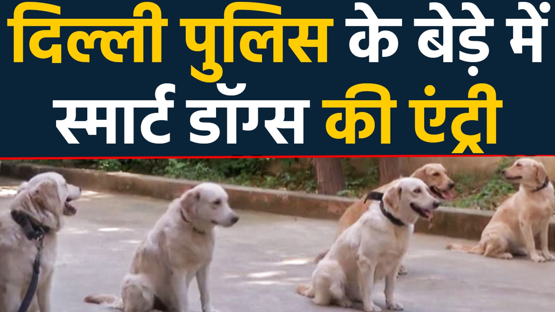 ⁣Delhi police ने पांच 'retriever dogs' को अपनी फोर्स में शामिल किया है | वनइंडिया हिंदी