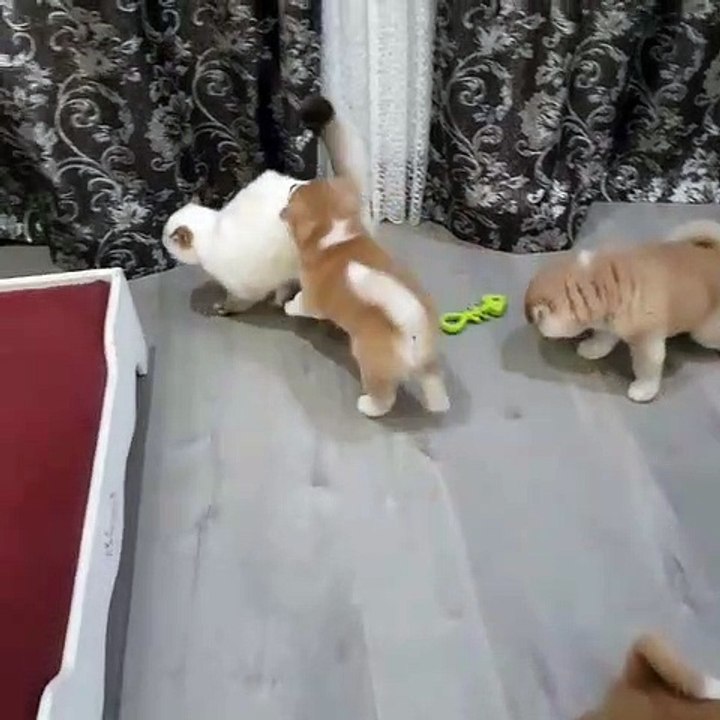 Ce chat désire rester seul, mais ces deux amis toutous en ont décidé autrement