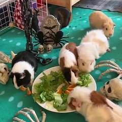 Un véritable festin pour nos amis les cochons d'inde, tellement mignon