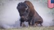 Bisons in state park attack man and date in a gap of 3 months