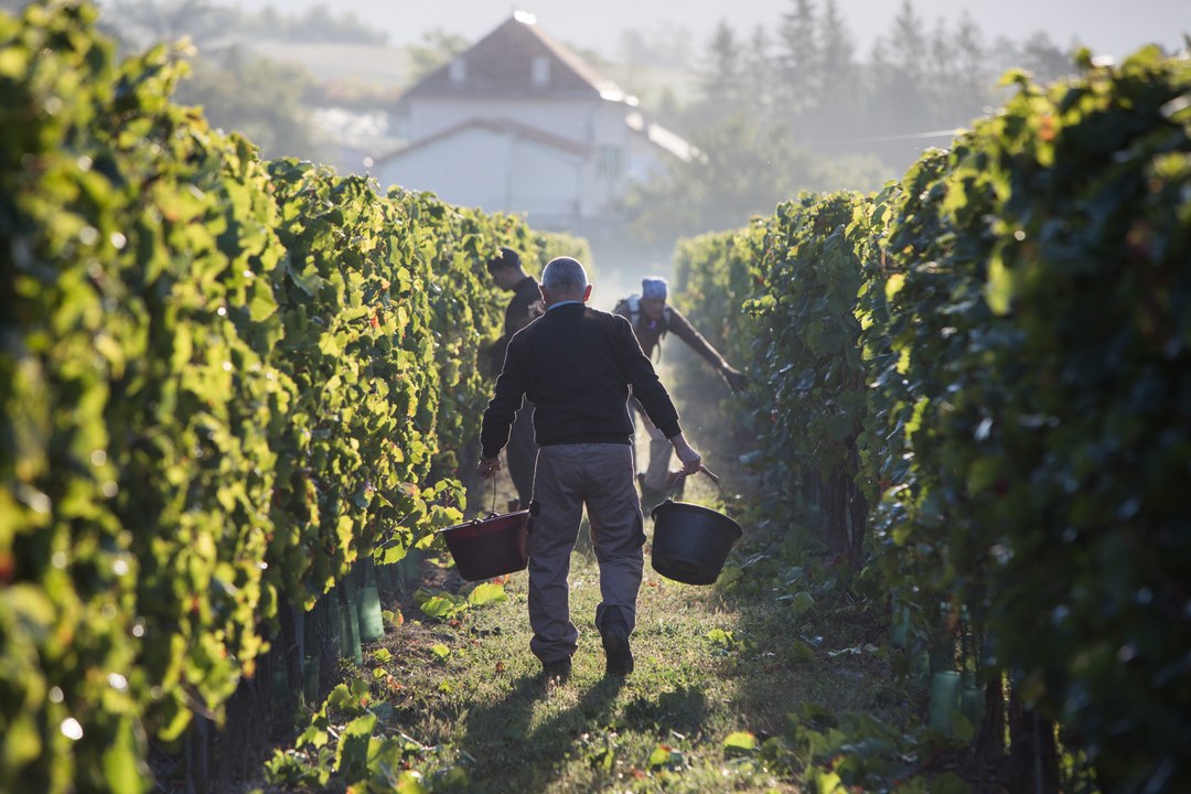 Les Vendanges au cœur du domaine Allemand, à Théus,  dans les Hautes-Alpes