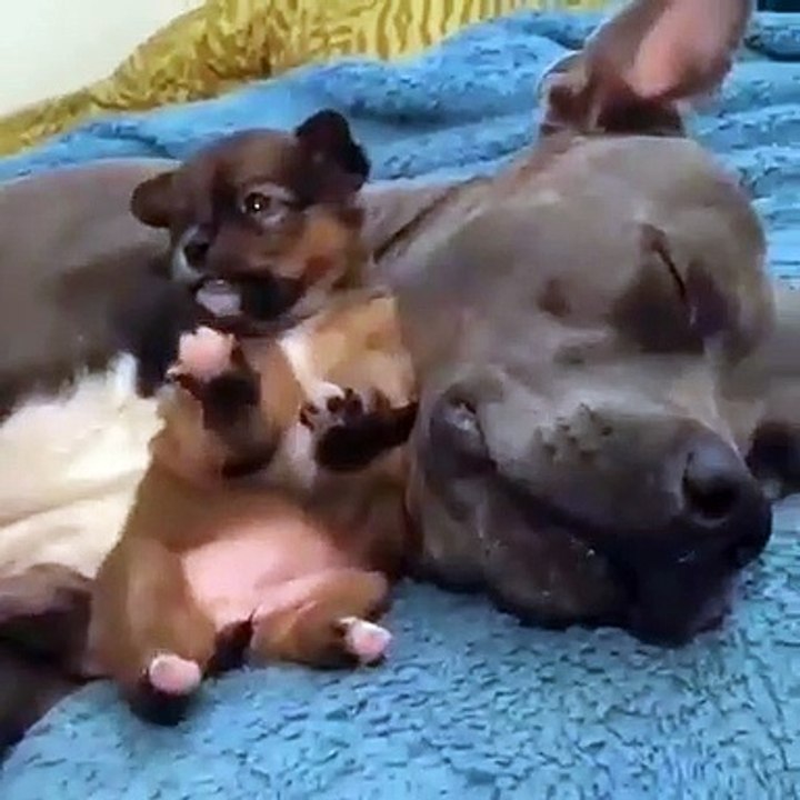 Ce joli tableau rendra votre journée agréable... Ces chiens sont le portrait d'une famille parfaite