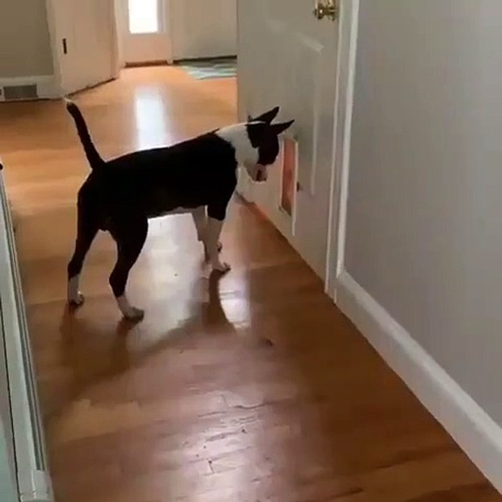 Essayez de ne pas exploser de rire !!! Ce bull-terrier a très peur d'un chat belliqueux