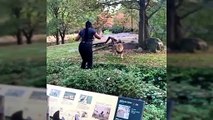 Una mujer entra en el recinto de un león en el zoológico de Nueva York