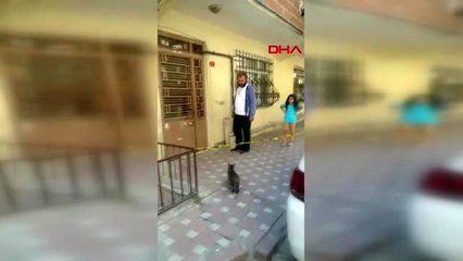 İstanbul-yavruları tahliye edilen binada kalan kedinin yardımına mahalleli koştu