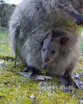 Ces bébés Quokka sont hyper mignons, ils vous feront fondre le cœur!