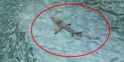 Pareja de turistas entra en pánico al percatarse que estaban siendo acechados por este tiburón