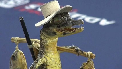 Bebés caimán convertidos en figurillas de adorno