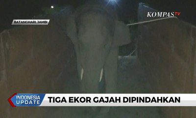 Kawanan Gajah Merusak Perkebunan Warga di Jambi