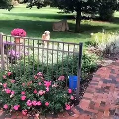Attention scène trop mignonne ! A l'aise, ce chien nage dans une piscine au calme...