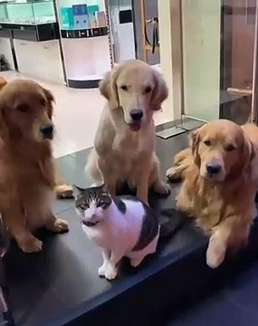 Quand un chat ne veut pas faire ami-ami avec des chiens, et que ces derniers veulent prendre la pose avec la star du jour... Rigolo