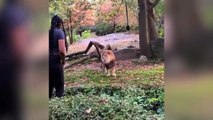 Mujer salta al foso de un león para bailar delante de él