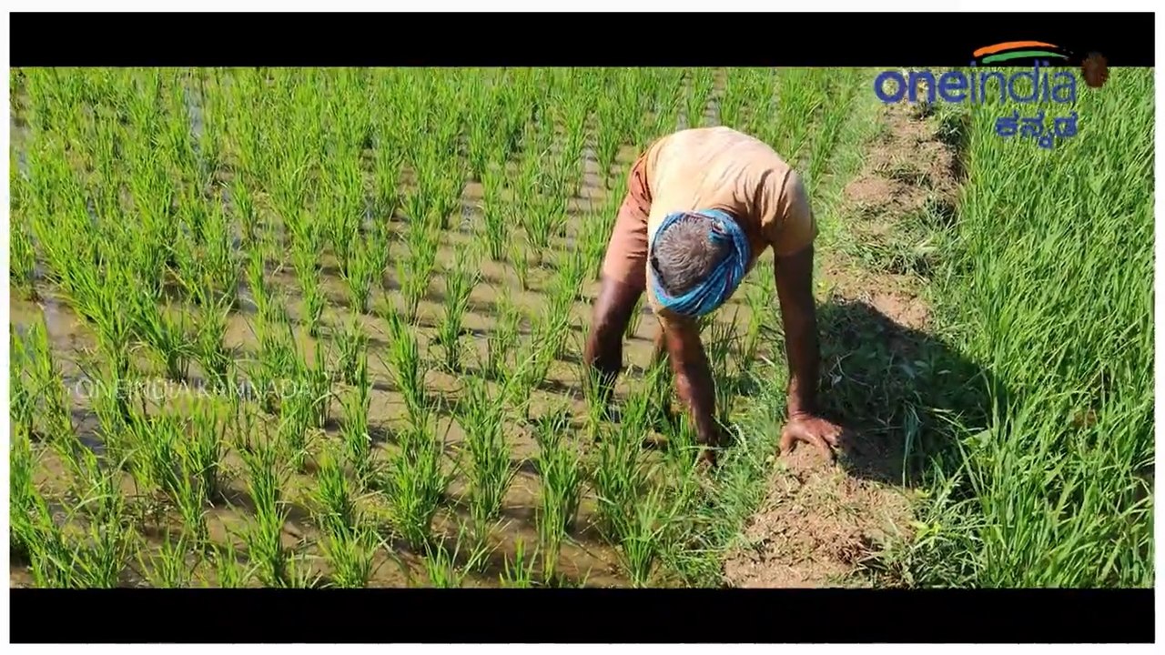 Do You Know How To Grow Rice  | ಭತ್ತ ಬೆಳೆಯೋದು ಹೇಗೆ ಅಂತ ಗೊತ್ತಾ..? ಬನ್ನಿ ತೋರುಸ್ತೀನಿ..?