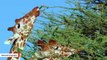 The Amazing Reason Why Giraffes Have Black Tongues