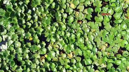 Çanakkale nilüfer gölü güzelliği ile ilgi görüyor