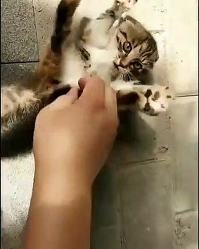 Ce chat est terrible... Regardez sa réaction quand il reçoit des papouilles de la part de son maitre