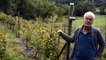 Des vignes à Monistrol-sur-Loire