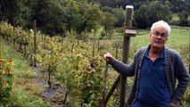 Des vignes à Monistrol-sur-Loire