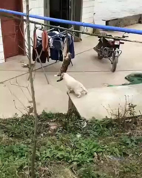 Bas les pattes ! Ce chien signifie au chat que voler ce n'est pas bon; mais ce dernier n'en a cure