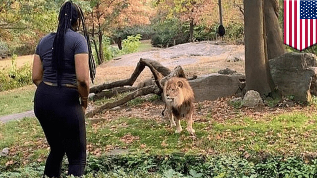 Smart woman climbs into zoo enclosure to taunt lion video Dailymotion