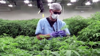 Uruguay's cannabis growers go global