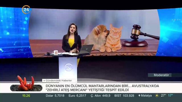 Hayvanların korunmasına dair talepler Meclis gündeminde