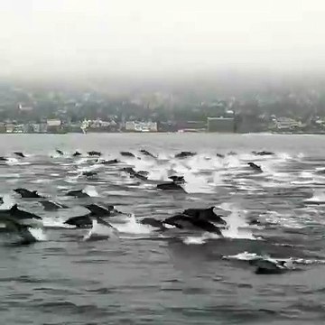 Un spectacle d'une rare beauté ! Admirez ce groupe de dauphins en plein surf ! Hallucinant !