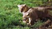 African lion cubs born at Woburn Safari Park near Milton Keynes and Bedford