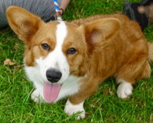 4 octobre : c’est la journée mondiale des animaux