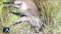 DMZ 멧돼지 사체서 돼지열병 바이러스 검출…북한 유입 가능성