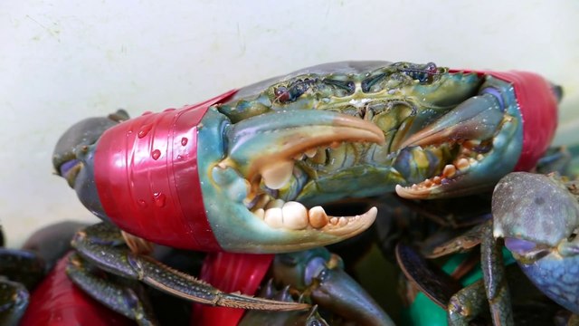Crab Dumplings Chilli Okinawa Seafood Japan
