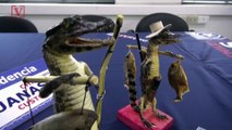 Chilean Authorities Seize Ornaments Made Out Of Baby Caiman Bodies