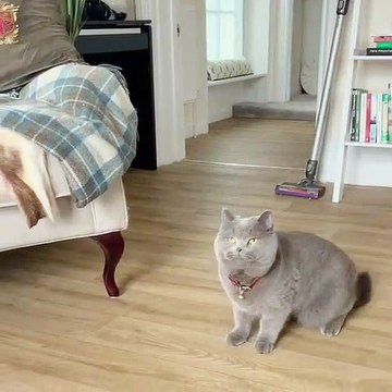 Ce chat a une tête qui fait hurler de rire, quand il joue