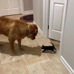 En voyant la porte s'ouvrir ; ce toutou ne pensait pas avoir une telle surprise