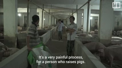 Chinese pork farmers see no end in sight for swine fever