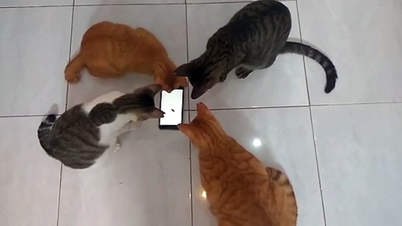 4 chats chassent un cafard... sur un iPad !
